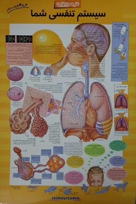 پوستر-سیستم-تنفسی-شما