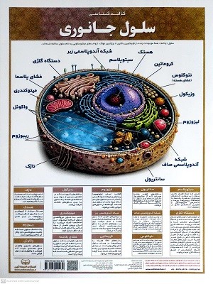 لمینت-کالبد-شناسی-سلول-جانوری