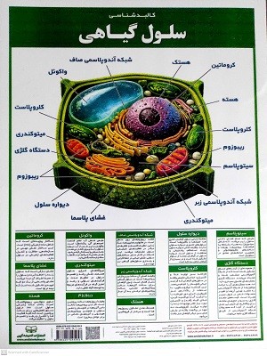 لمینت-کالبد-شناسی-سلول-گیاهی