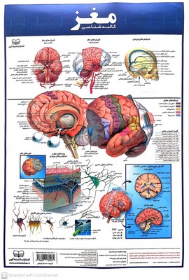 کالبد-شناسی-مغز