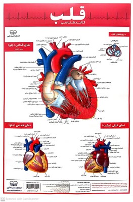 کالبد-شناسی-قلب