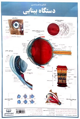 پوستر-کالبدشناسی-بینایی