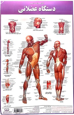 پوستر-کالبدشناسی-دستگاه-عضلانی