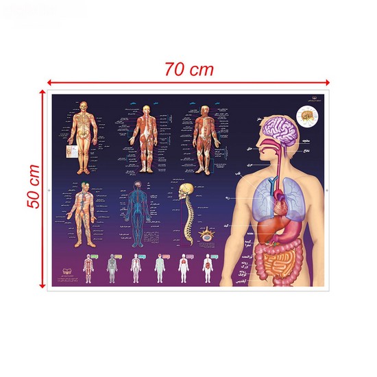اندیشه کهن پوستر آناتومی بدن انسان 70*50