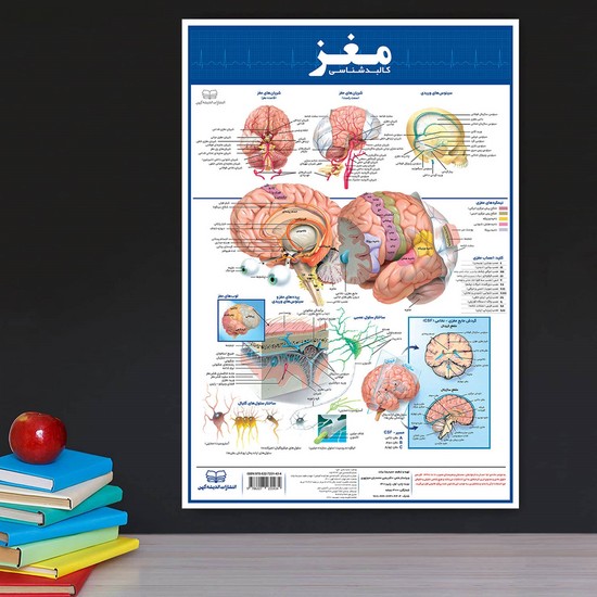 اندیشه کهن پوستر مغز 35*50