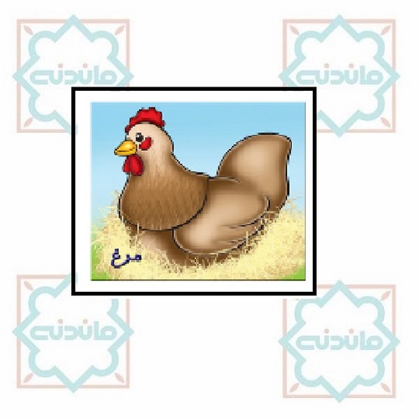 آموزش خردسالان (مرغ)